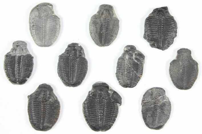Lot: Elrathia Trilobite Molt Fossils - Pieces #92109
